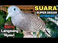 Lagu Perkutut Lokal Gacor Suara Kung Besar Pancingan Burung Perkutut Agar Bunyi