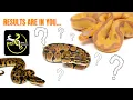 Genetic Testing our Ball Pythons