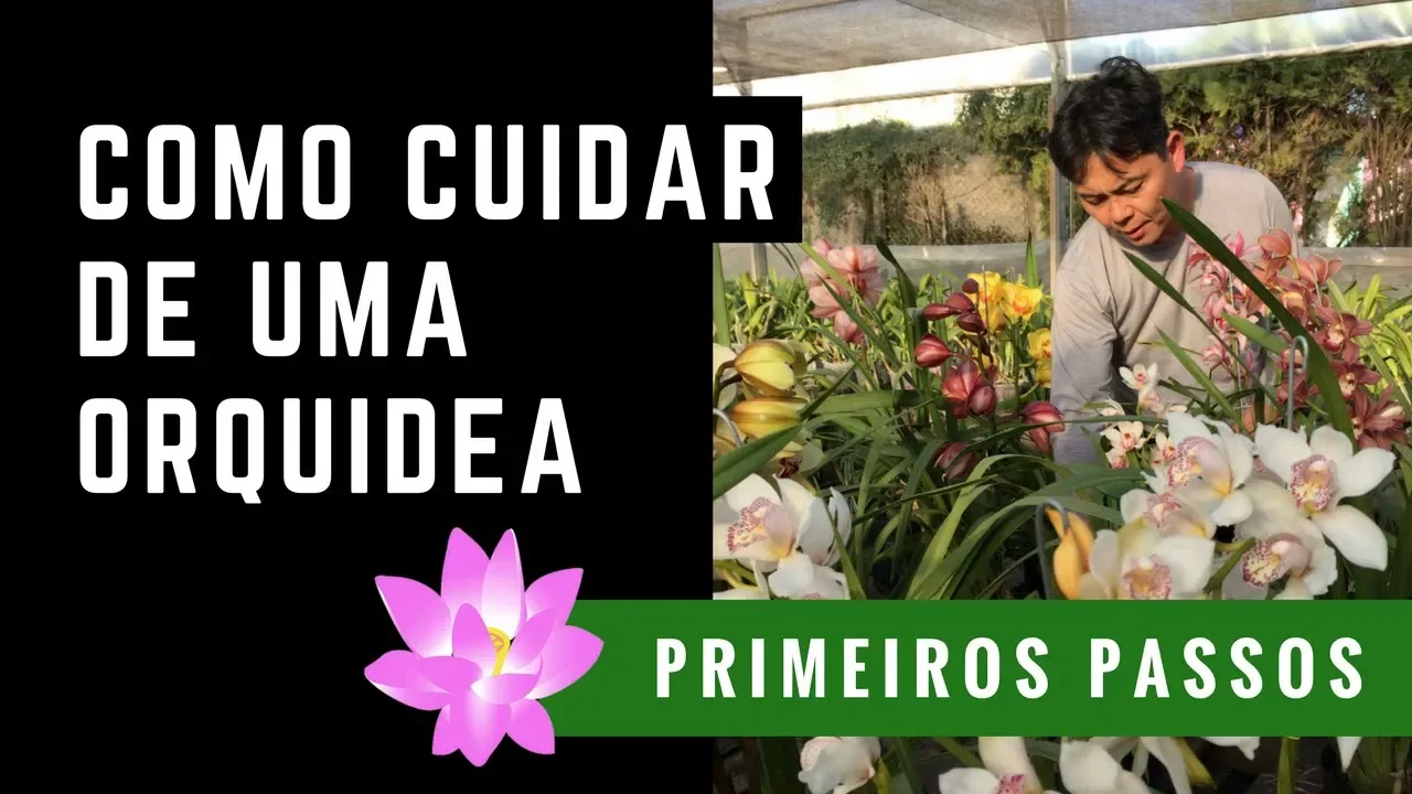 COMO CUIDAR DE UMA ORQUÍDEA QUER SABER COMO CUIDAR DE ORQUÍDEAS? VEJA ESSE VÍDEO