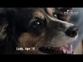 Purina Pro Plan Bright Mind Adult 7
