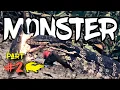 Strike Monster Penunggu Sungai | Berburu Biawak | Monitor Lizard Part II