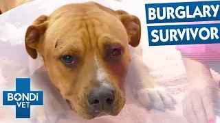 Staffy Puppy Rushed To Surgery After Terrifying Break-In Attack | Bondi Vet
