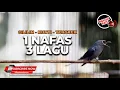 Download Lagu 🔴Masteran Srigunting Abu Abu Full Isian Satu Nafas 3 Lagu