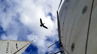 Ep 81 | Boobies on the Starboard Bow, Sailing Nutshell