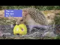 Can Hedgehog eat apples Pros Cons of feeding apples to a Hedgehog
