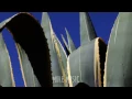 Escaping Animals - Archipelago (Izzard and Spire Remix)