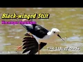 Download Lagu The Life of Birds | Black-winged Stilt | Himantopus Himantopus