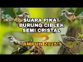 Download Lagu SUARA PIKAT BURUNG CIBLEK SEMI KRISTAL AMPUH 2025🐦