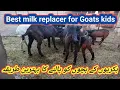 632 Best milk replacer for Goats k bachon ki behtreen tayari ka formula
