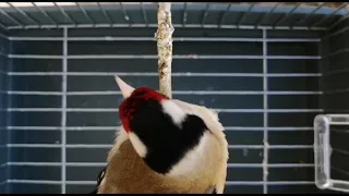 تغريد خلوي ماشاء الله 