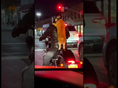 Kindness Cat 🐱 on a Motorcycle Adventure! #kindness #catride #shorts