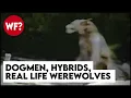 Dogmen Hybrids The Beast of Bray Road True Stories of Werewolves