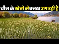 Download Lagu China is now even raising ducks in rice fields!