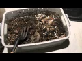New Vermicompost Worm Bin 26 Week Followup