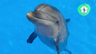 عالم الحيوانات البحرية للأطفال الدولفين معلومات عامة عن الدولفين تعليم الاطفال الدولفين تعلم 