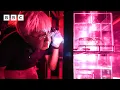 Saving shark babies with an artificial shark womb Asia - BBC