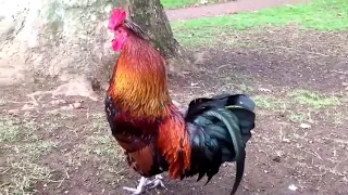 الديك بيصحا بكير طيور الجنة بيبي 