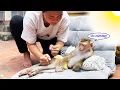 Download Lagu Peaceful morning of Monkey Lyly and her mother in the warm early morning sunlight