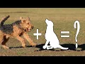 7 Airedale Terrier Mix Breed Dogs - Adorable Airedale Terrier Cross Dogs