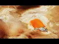 Bonobo - Sapien (Official Audio)