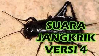 download suara jangkrik untuk masteran versi 4