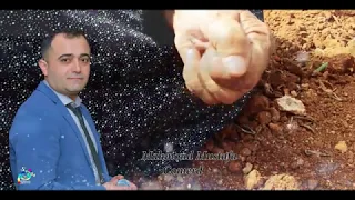 محمود مصطفي Comerd 