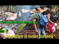 Lagu Serunya Bermalam di  hutan Sumatra diguyur hujan deras sama mikat cucak ijo ; ranting