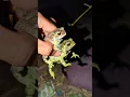 Download Lagu toad and frogs flying and falling funny | tong tong funny frog jump | memes frog funny