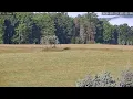 PA Elk Camera 1