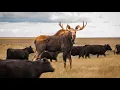 Moose meets a herd of cows on the South Dakota prairie