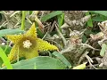 flowers of the savanna
