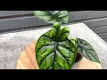 Download Lagu 30cm Alocasia Baginda Dragon Scale | 13cm Pot | 30cm Height