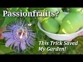 Download Lagu How to Grow, Harvest, Eat \u0026 Control: Maypop (Hardy Passionfruit Vine) Passiflora Incarnata -TIPS