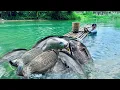 Download Lagu Traditional Fishing Skills - Single Mother Catches Giant Fish in Very Deep Water Using Bamboo Raft