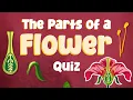 Parts of a Flower Quiz What s That Flower Part Identifying Flower Parts and Their Functions