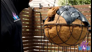 how to build a ringtail possum drey