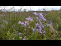 Download Lagu Symphyotrichum laeve / Aster laevis (Smooth Blue Aster)