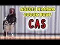 Download Lagu PANCINGAN anis kembang NGECIS NRATAK cocok untuk CAS agar cepat GACOR