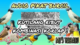 suara pikat burung kecil kutilang ribut kombinasi korlap ribut ampuh 