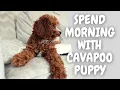 Wake Up with Our Cavapoo Puppy A Morning Routine Vlog