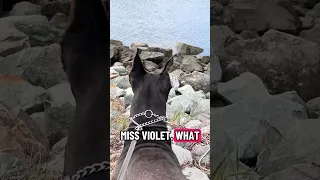 #fyp #dream #doberman #pets #youtube