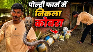 Cobra snake full rescue video🐍😲 #cobra #snake 