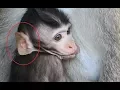 Unbelievable Monkey - Tarzana is Cute Small Baby Why he has Big Ears 0043 Wild Monkey