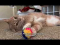 How This Pet ID Tag Helps Reunite Lost Dogs And Cats Faster FidoAlert