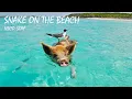 Download Lagu Snake on the Beach - Nico Staf | 2-hour tune | Endless loop | Copyright Free!