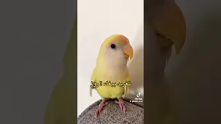 صوت الروز طيور 