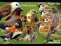 SUARA PIKAT burung greja dan emprit