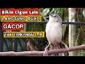 Download Lagu Pancingan Cigun Bahan Agar Bunyi Langsung Ngebren Paling Ampuh