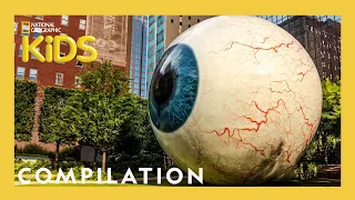 wackiest places around the world 10 minutes nat geo kids compilation natgeokids