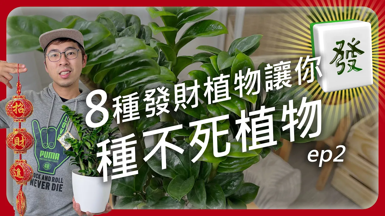 #新春企劃 新年應景8個殺不死的發財植物，讓你發大財！ #種不死植物特集ep2 #新手種植 #植物新手 #發財